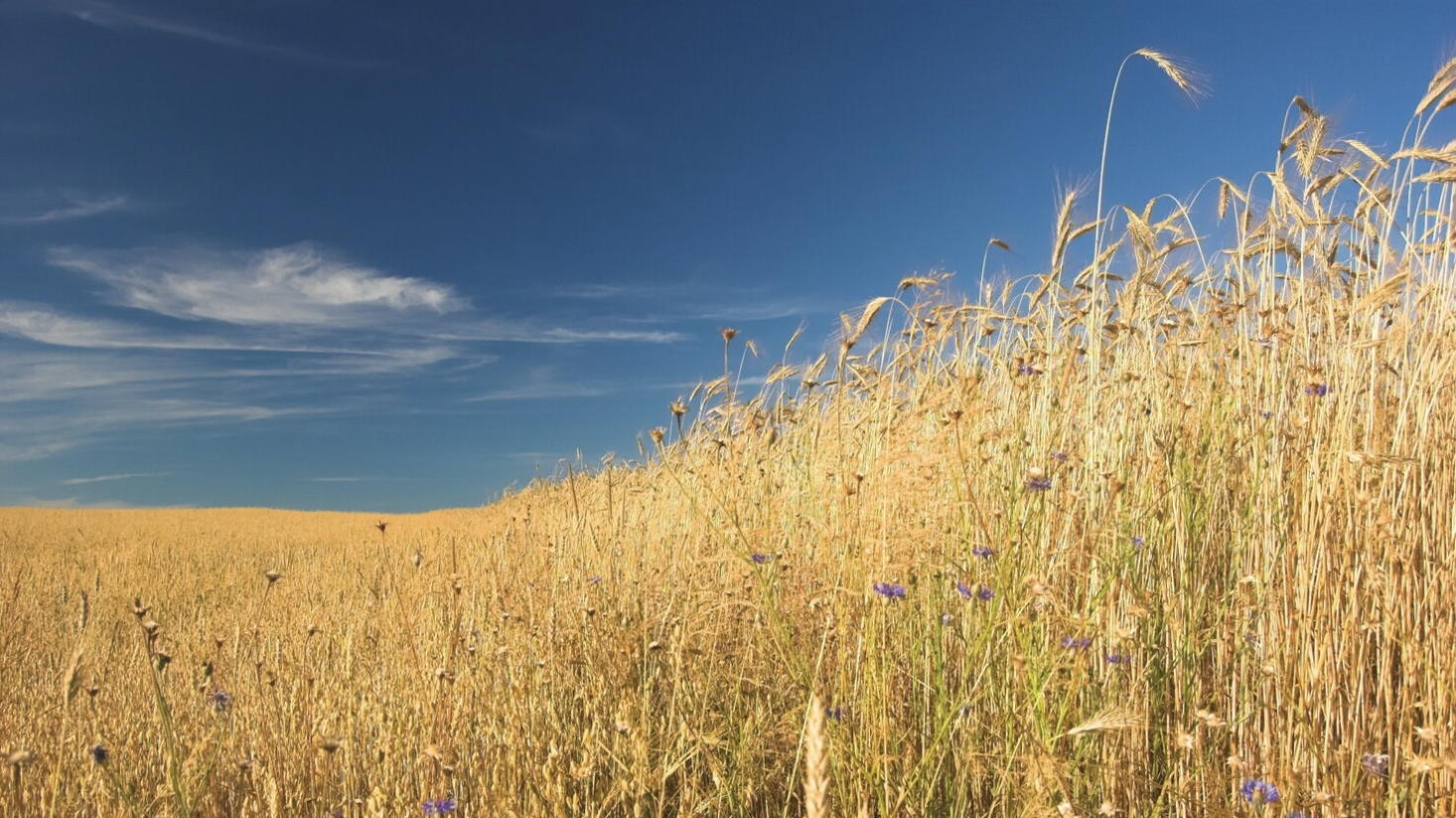 Tile background Image